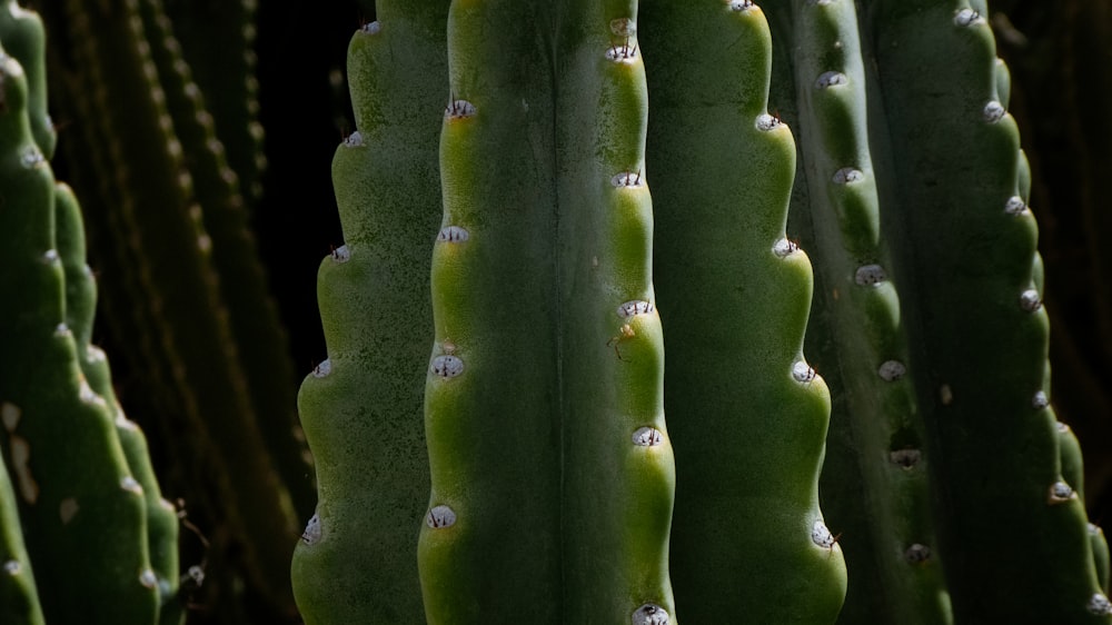 green cactus