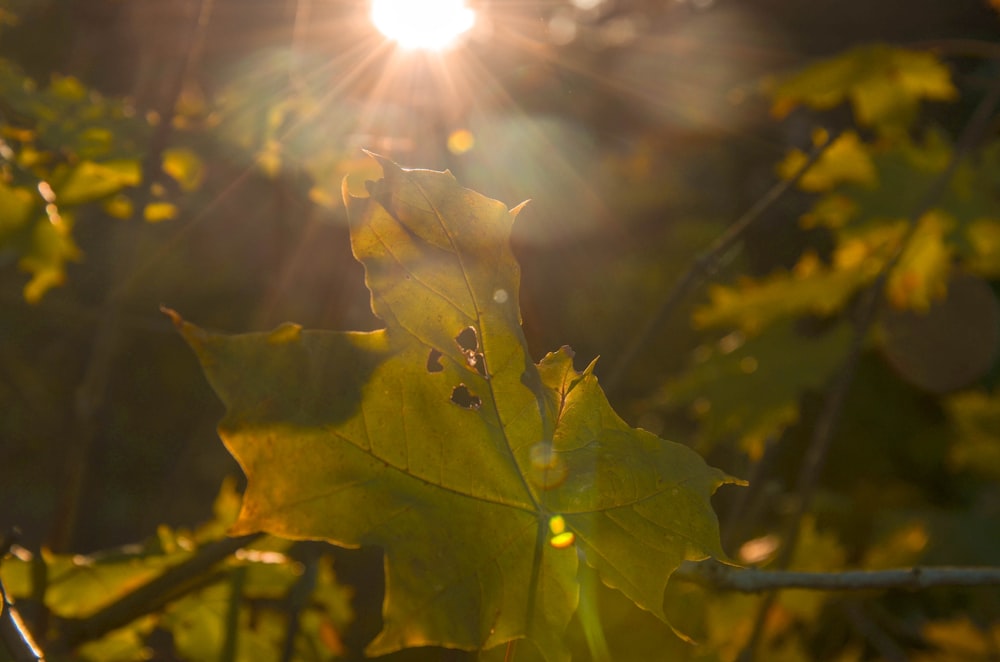 green leaf