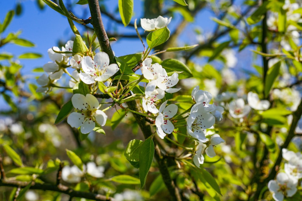 white-petaled flowers