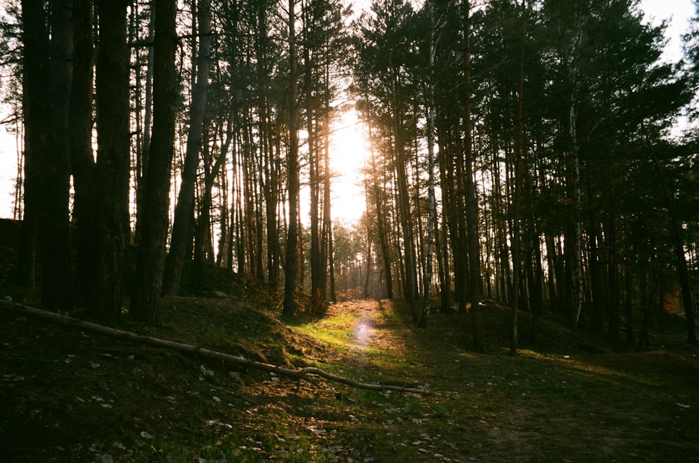 landscape photography of forest