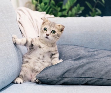 brown tabby kitten