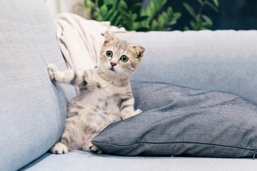 A startled kitten on a light gray sofa.