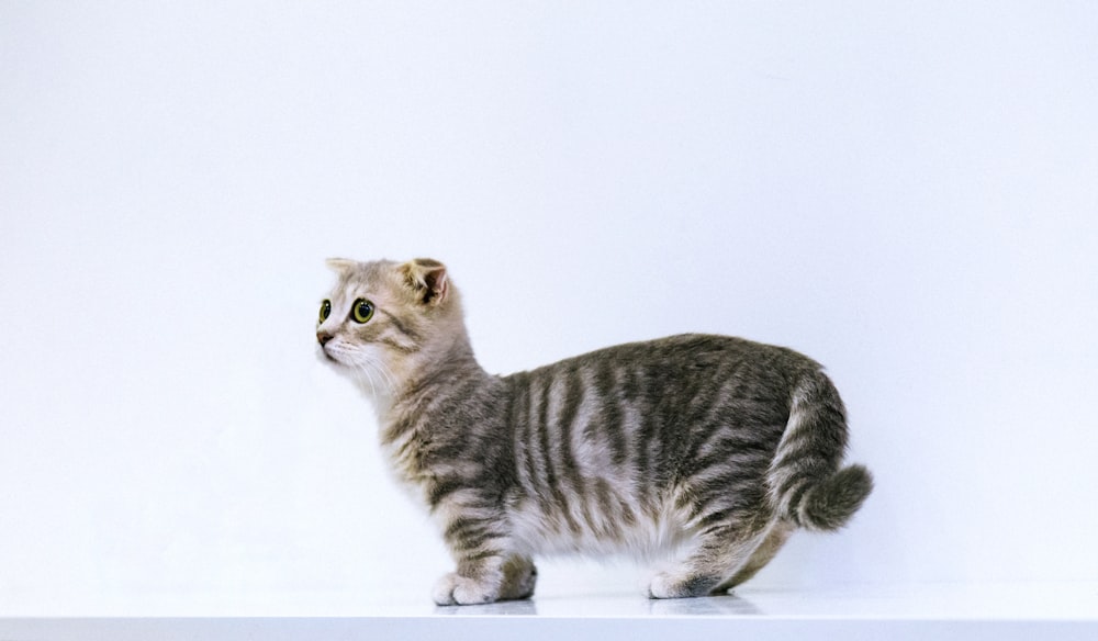 gato cinza de pelo curto no chão branco