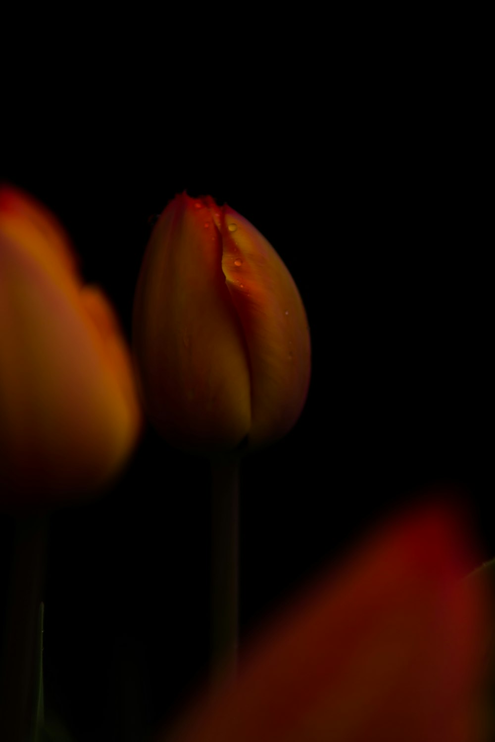 yellow flowers