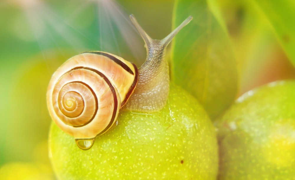 brown snail on green fruit