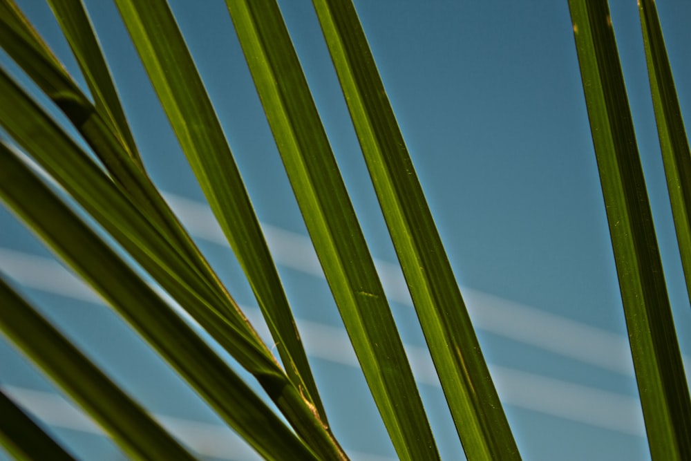 green palm leaves