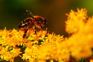 Macro shot of bees busily collecting nectar on vibrant wildflowers near a melviva apiary