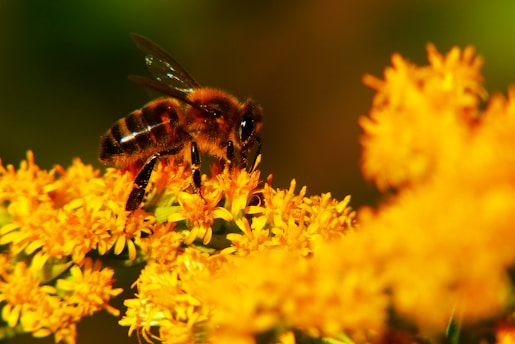 Close-up of a honeybee collecting nectar on a vibrant wildflower in the Bieszczady mountains.