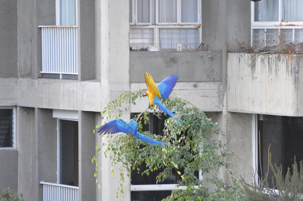 two blue birds flying beside concrete building
