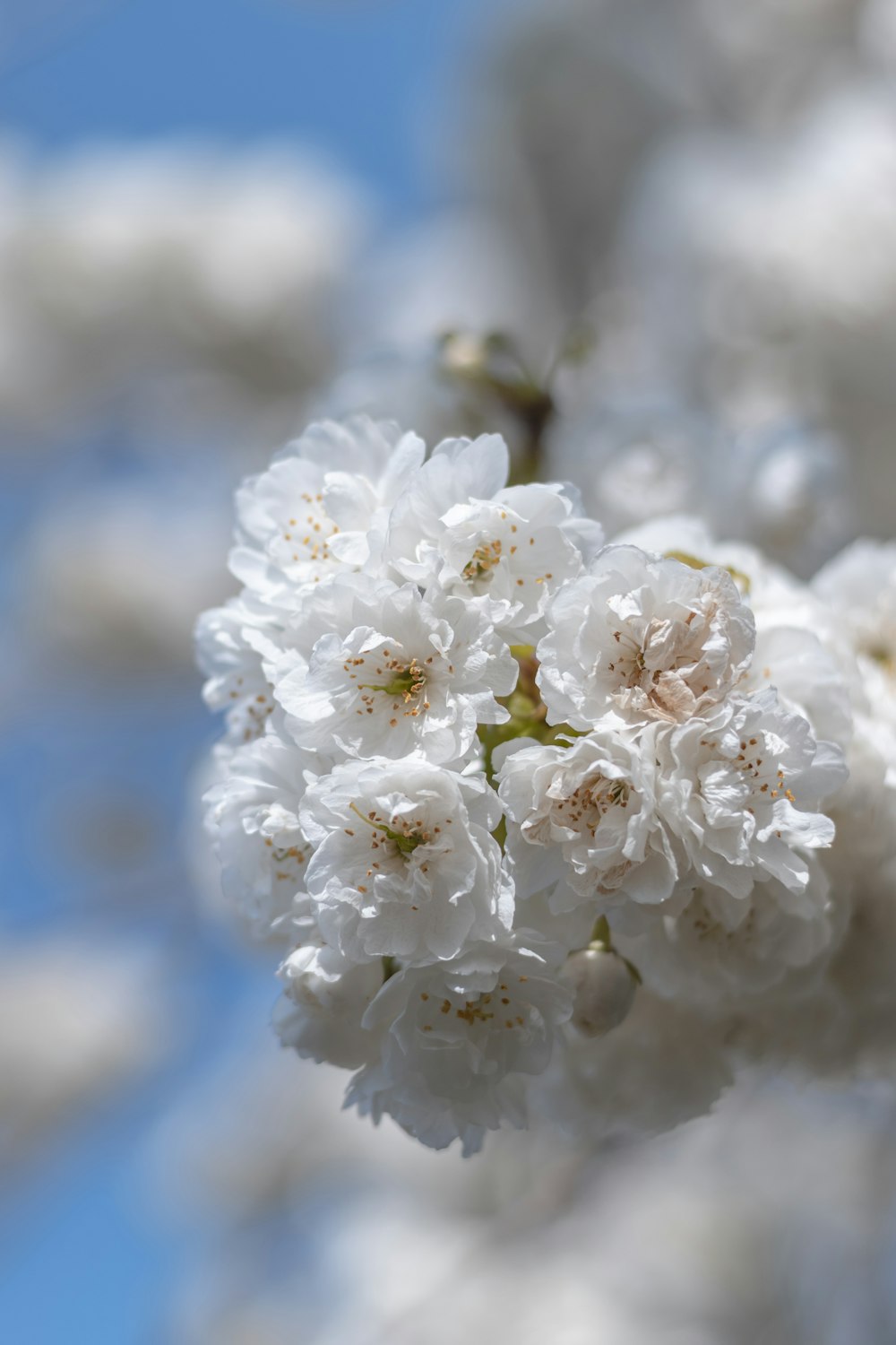 white petaled flower