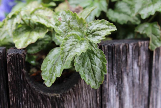 Close-up of a textured, breathable planter with a vibrant pothos spilling over the edge.