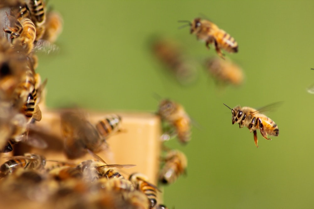 Gruppe von Bienen