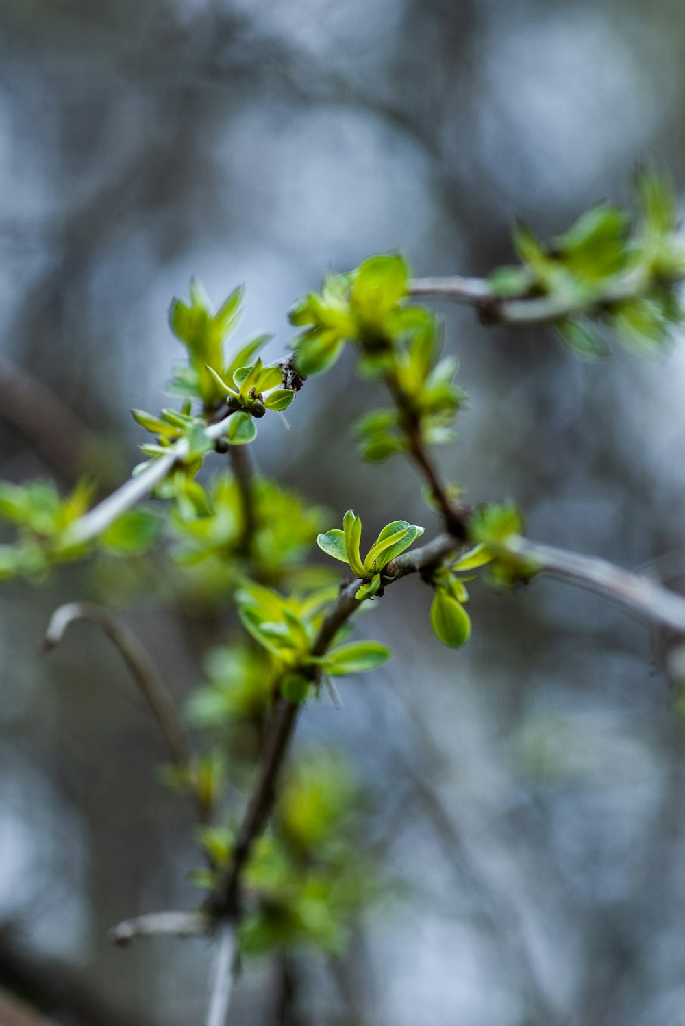 selective focus photography of green leafy plant