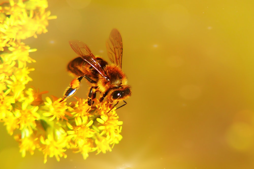 bee on yellow flower