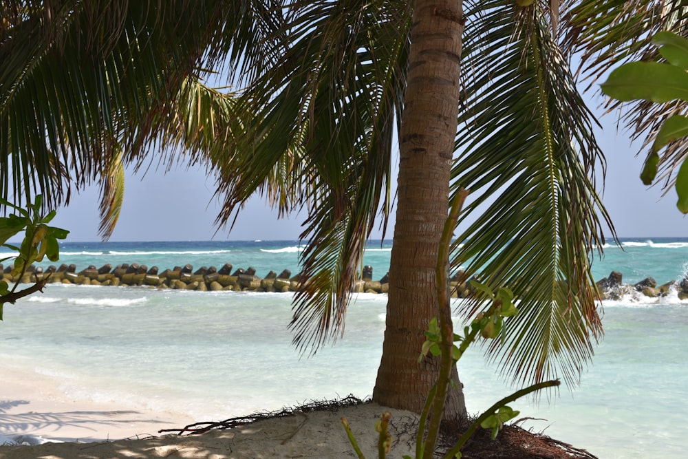 a view of a beach with a palm tree in the foreground