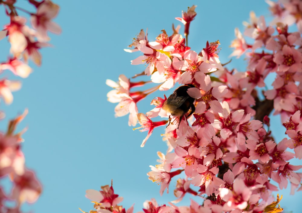 cherry blossom flowers