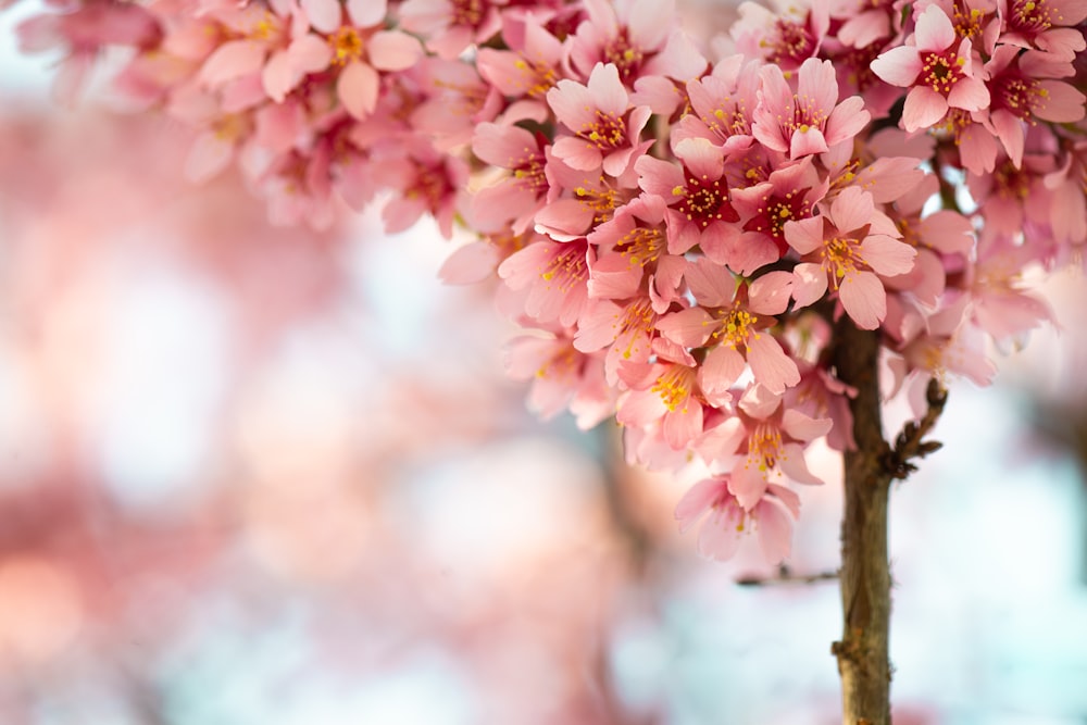 pink petaled flower