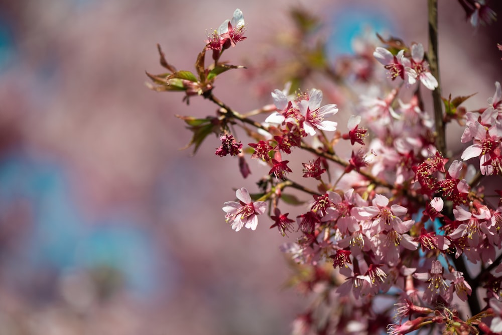 close-up photography of pink petaled flower