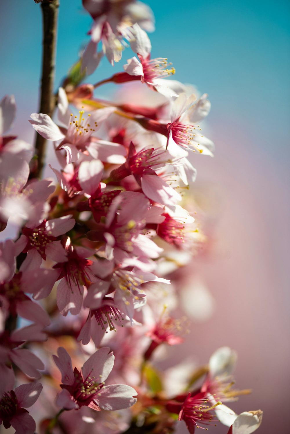 close-up photography of pink petaled flower