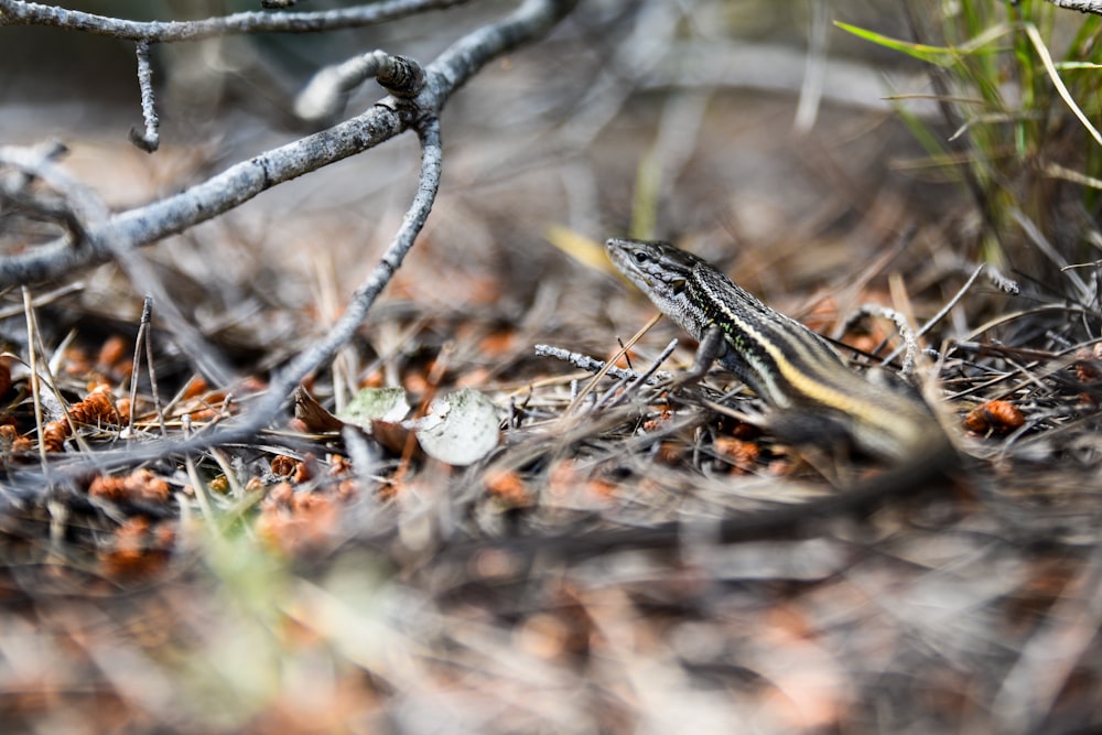 brown lizard on brown dried leaves