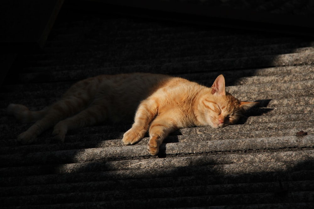 orange tabby cat lying on stair