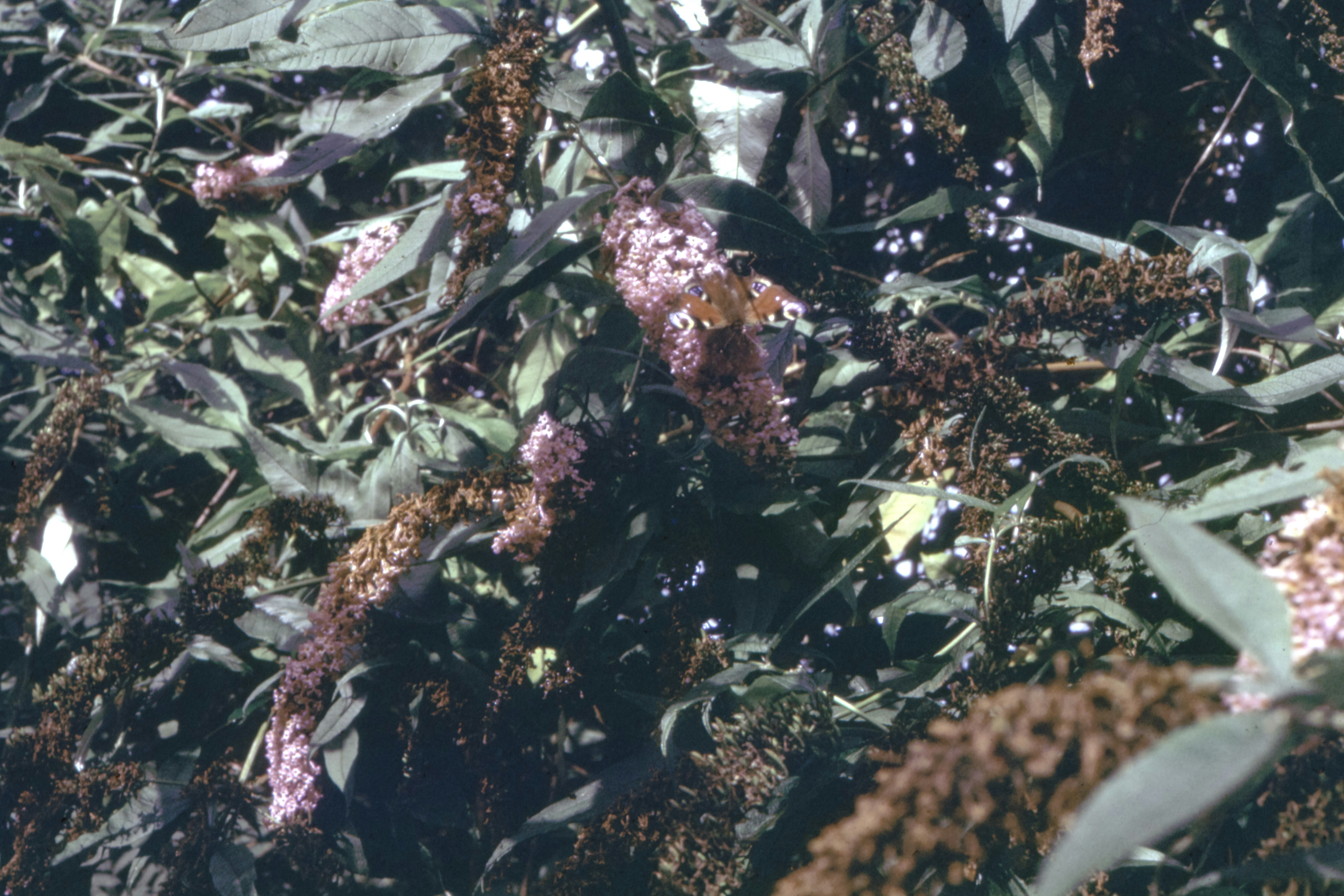 botanical dye plants, wallpaper, Natural Dyes from Plants & Roots: A Complete Guide 5