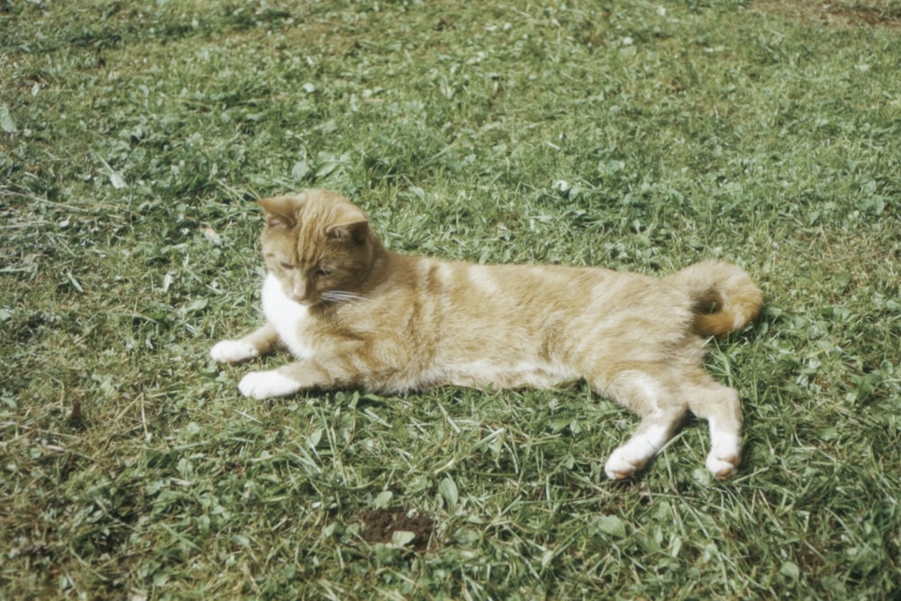 orange tabby cat on green grass field