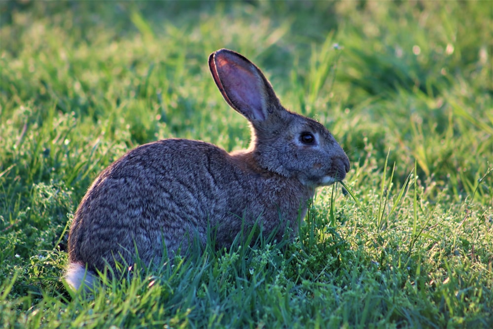 gray rabbit on green field