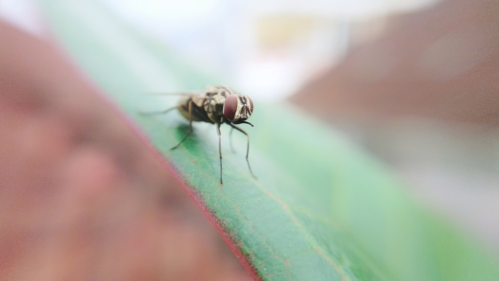 bottle fly perched on leaf