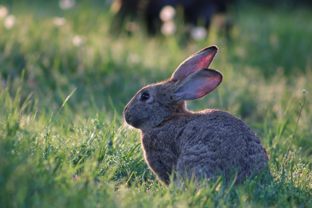 gray rabbit on green field facing right