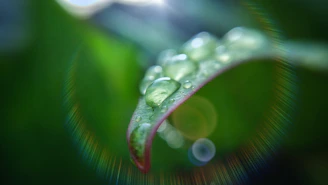 Close-up of a golden oil drop glistening on deep green leaves under soft natural light