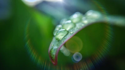 Close-up of a golden oil drop glistening on deep green leaves under soft natural light