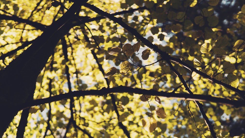 low-angle photography of tall tree