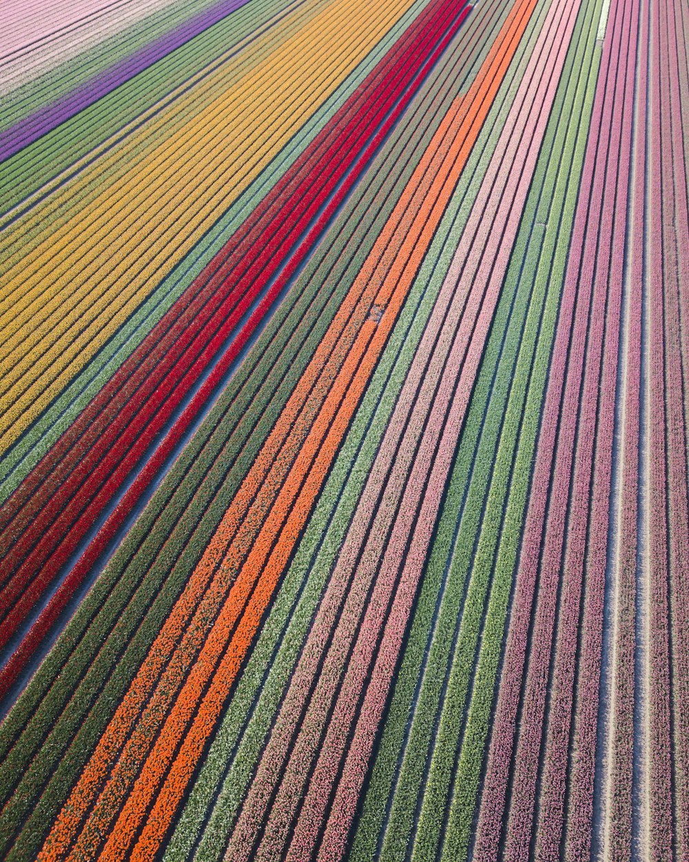 assorted-color flower field