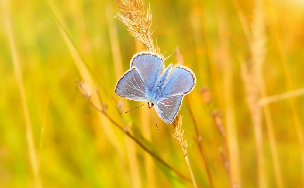 papillon chou bleu perché sur l’herbe