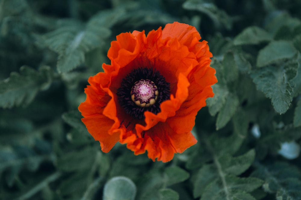 selective focus photography of red flower