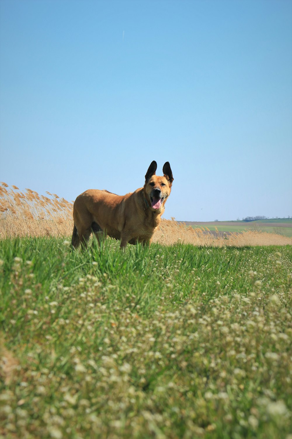 large-size short-coated brown dog on green grass field