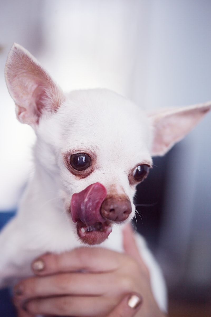 Canine Cognitive Dysfunction