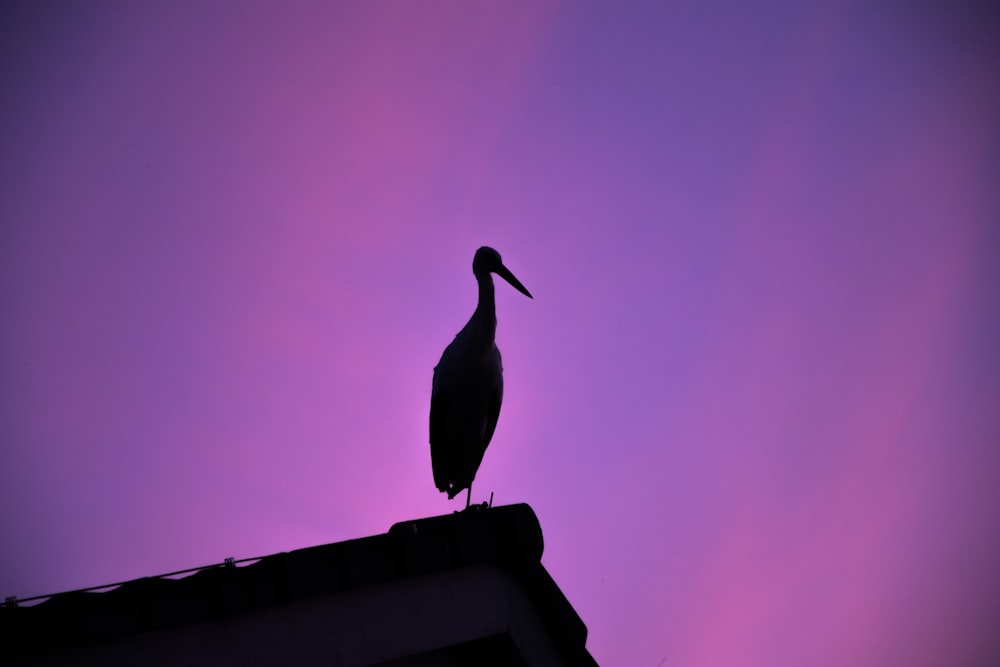 silhouette of bird on roof