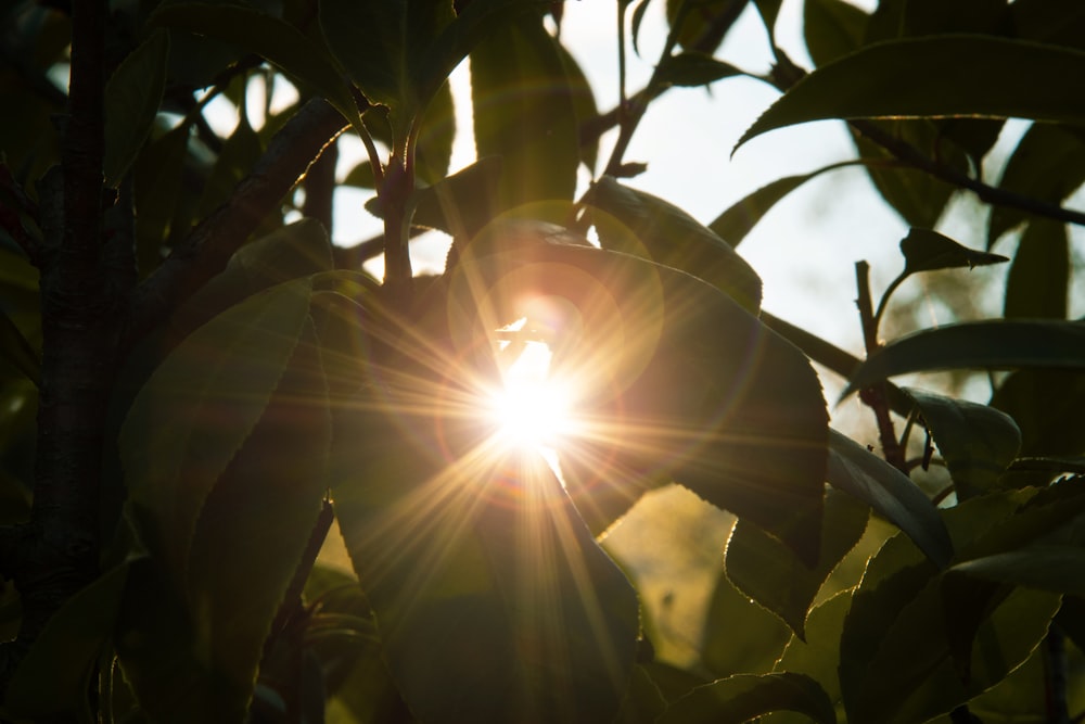 green leafed tree during daytime