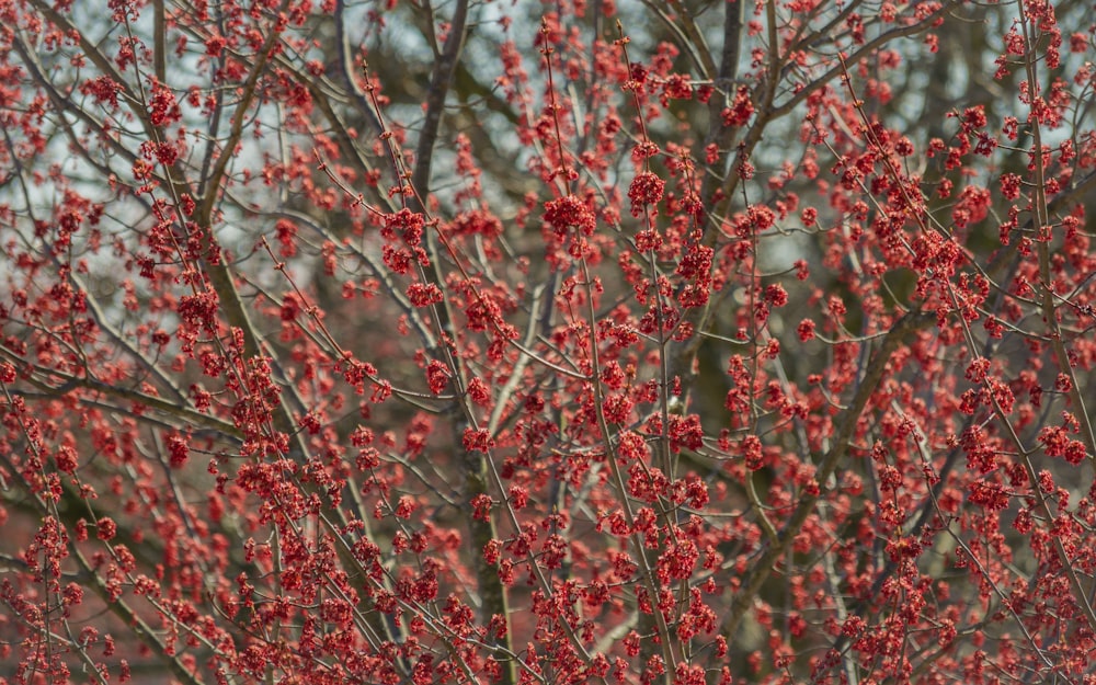 red leaf plant