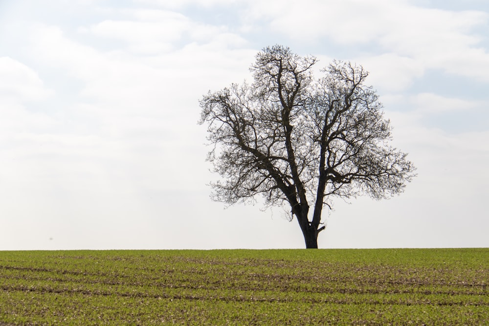 tree on open grass field under white sky