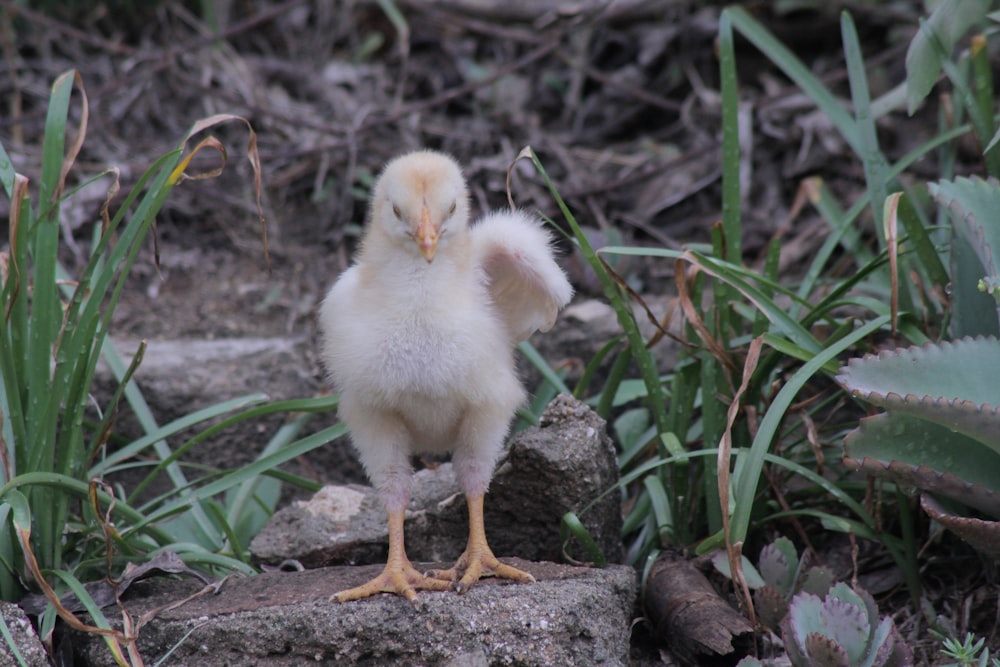 white chick on gray stone