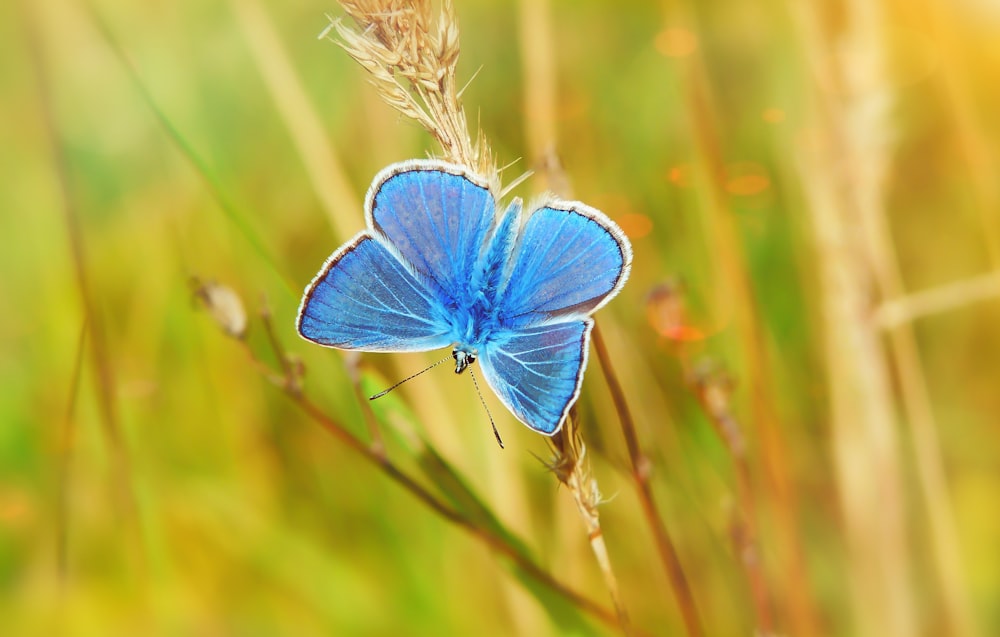 blue moth on wheath
