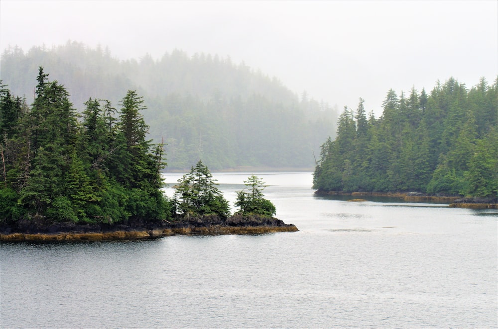 pine trees across the calm river