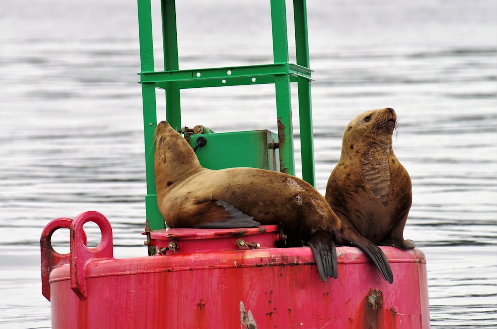 seals on buoy at daytime