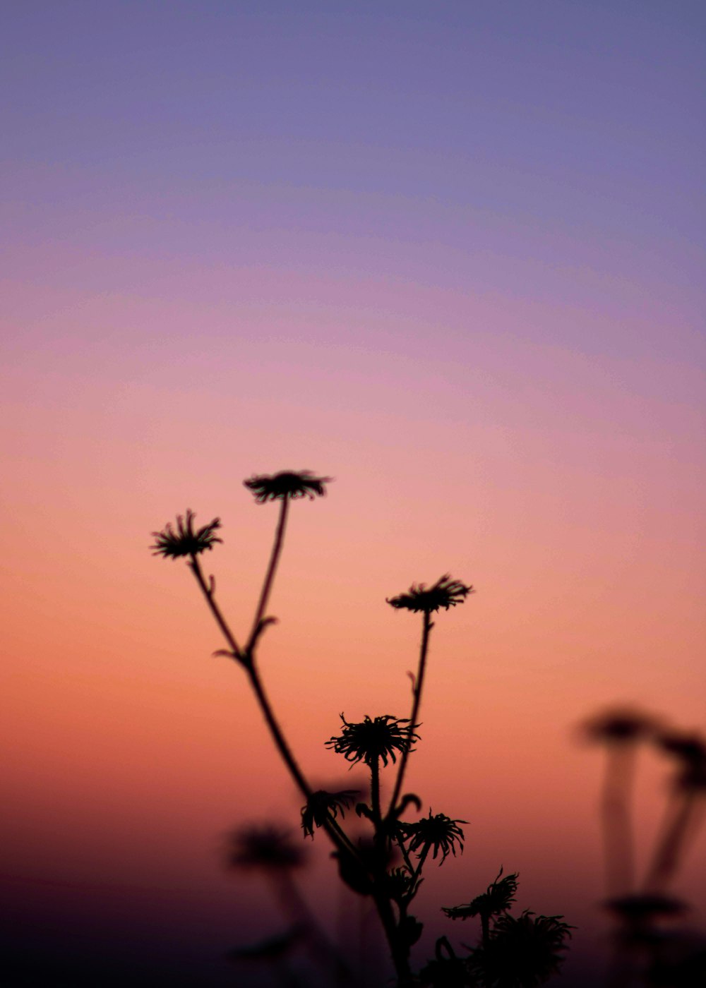 silhouette of plants