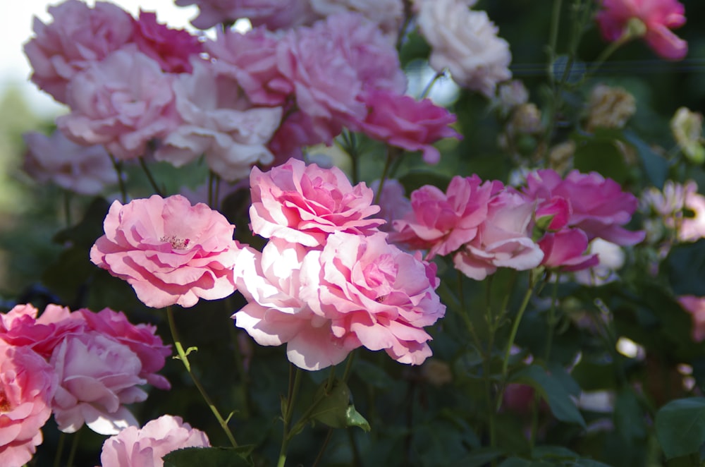 pink rose flower fields during daytime