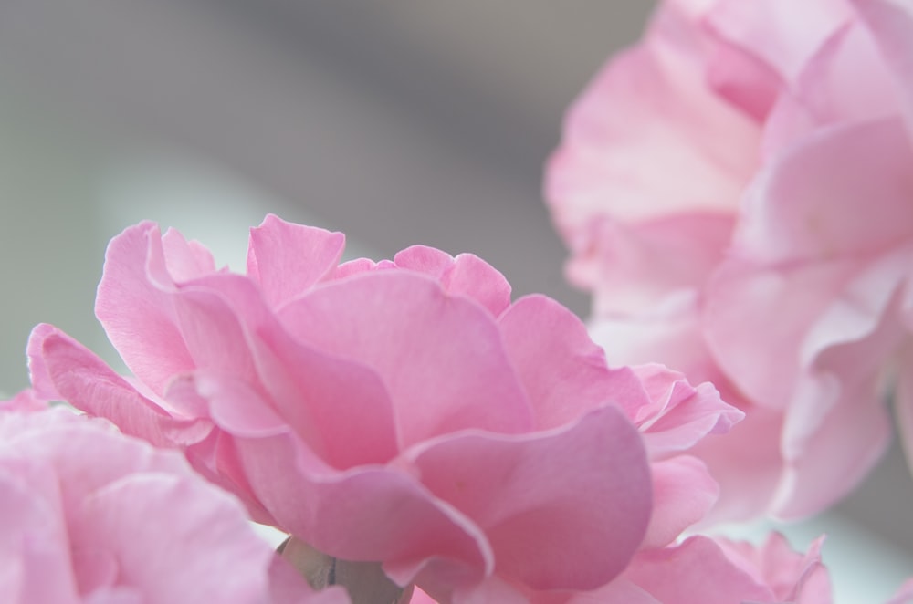 pink flowers in selective focus photography