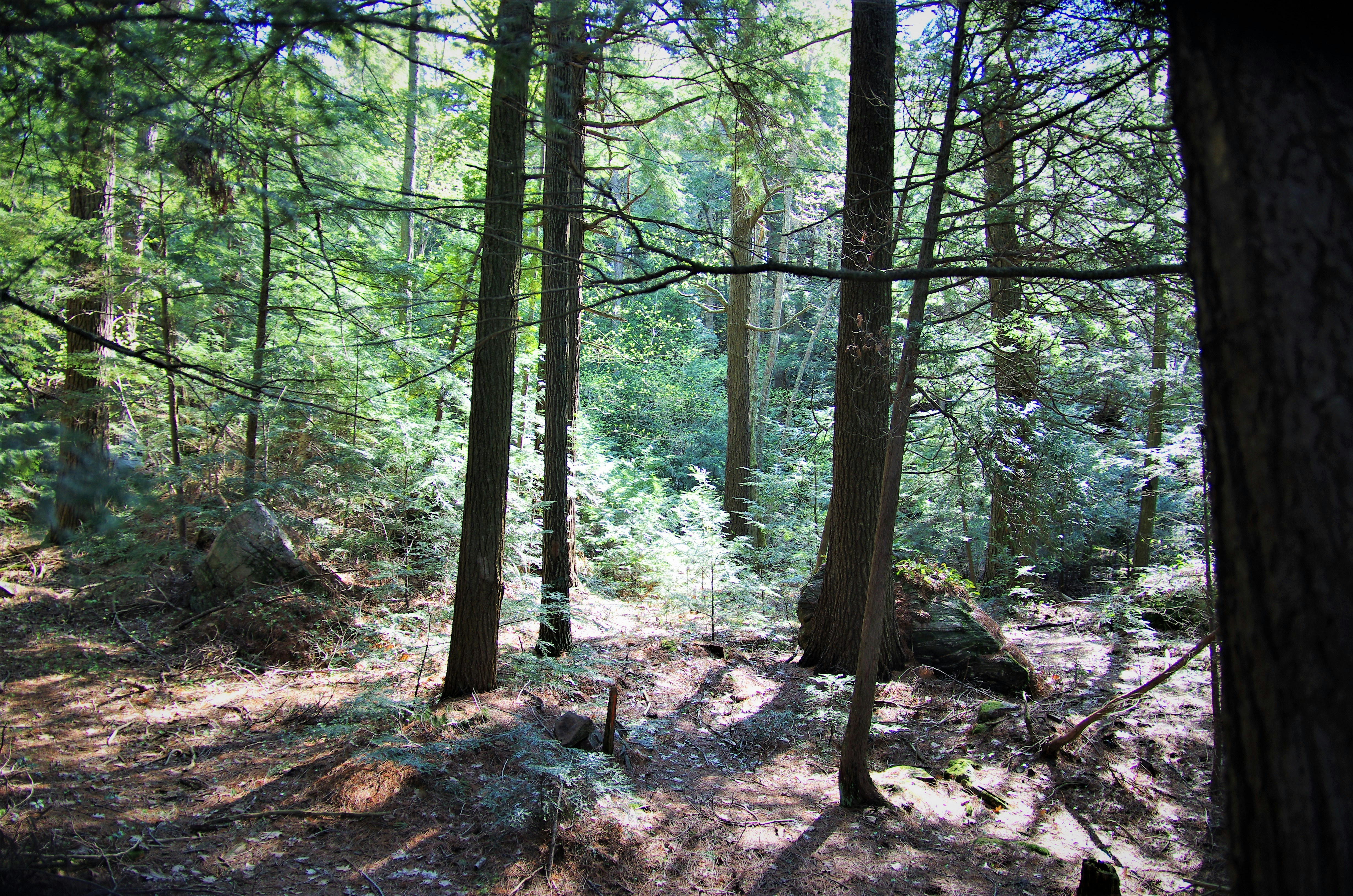 Dense lush green forest with tall trees and dappled sunlight filtering through canopy, deep atmospheric shadows and rich dark foliage